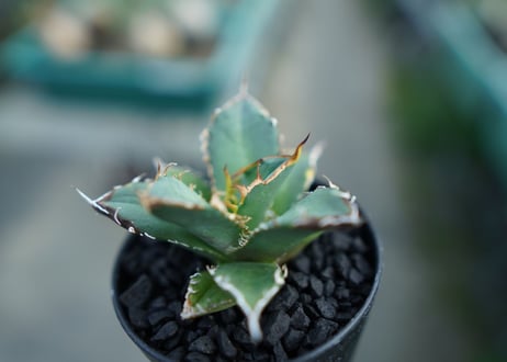 アガベ　チタノタ　FO-76　agave titanota  FO-76 子株 No.2