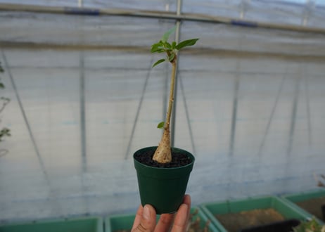 フィカス パルメリー Ficus palmeri  No.2