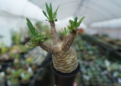 パキポディウム　グラキリス　Pachypodium  Gracilius No.5