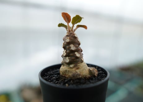 ドルステニア フォエチダ Dorstenia foetida　No.3