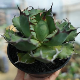 発根済みの黒鯨と白鯨をアップします！ | mana's farm:塊根植物