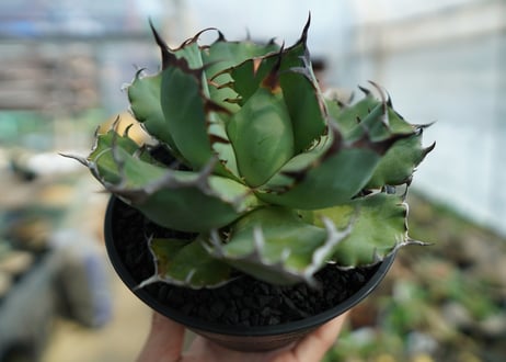 アガベ　チタノタ　黒鯨　Agave titanota black whales　No.1