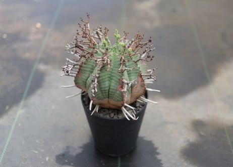 ユーフォルビア　バリダ