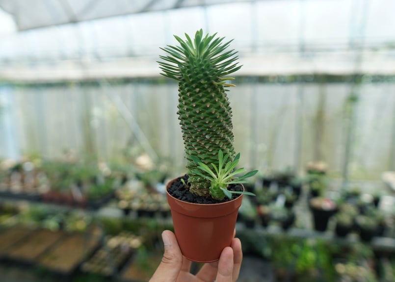 ユーフォルビア ソテツキリン 