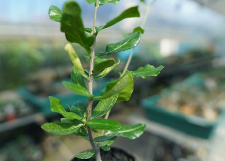 フォッケア　エデュリス　”火星人”　Fockea edulis  No.4