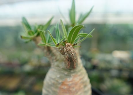 パキポディウム　グラキリス　 Pachypodium Gracilius  No.2