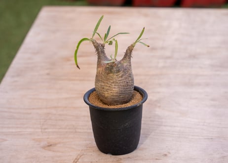 パキポディウム グラキリス