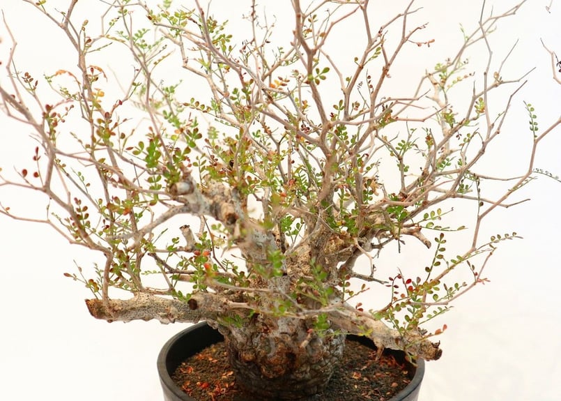 オペルクリカリア パキプス no.5 | mana's green:塊根植物販売 オペルクリカリア パキプス no.5 | mana's green:塊根植物販売