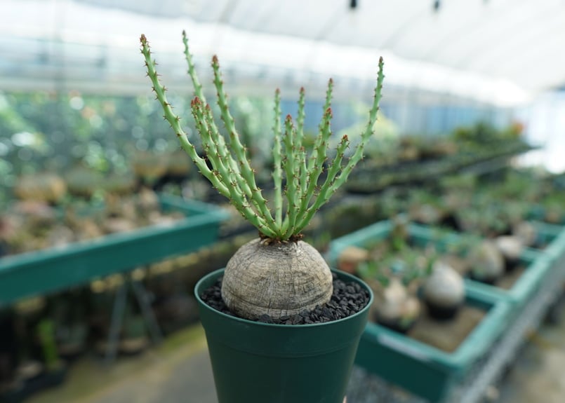 ユーフォルビア デシドゥア Euphorbia decidua | mana's farm:塊