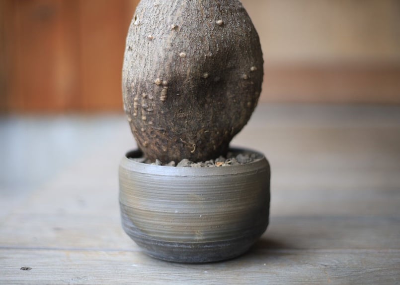 パキポディウム サキュレンタム Pachypodium succulentum | man