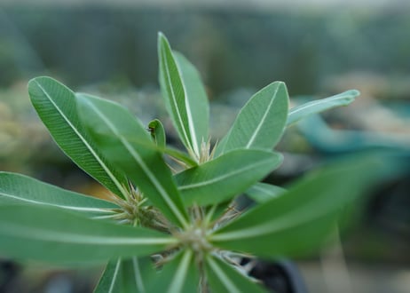 パキポディウム　ホロンベンセ　Pachypodium horombense