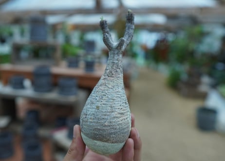 【抜き苗】パキポディウム　グラキリス　 Pachypodium Gracilius  No.8