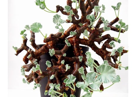 ペラルゴニウム　ミラビレ　Pelargonium mirabile　№1