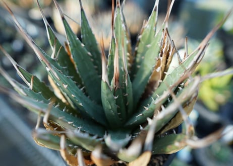 アガベ　ユタエンシス　Agave uthaensis　No.2