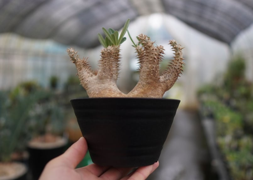 パキポディウム デンシフローラム | mana's farm:塊根植物