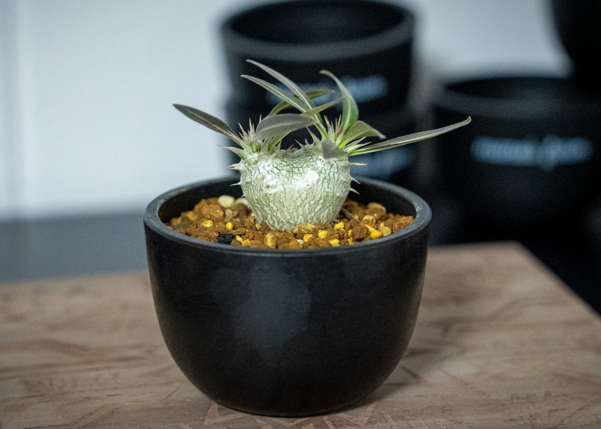 パキポディウム ホロンベンセ Pachypodium horombense | mana's