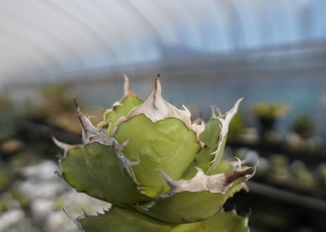 agave titanota 獅子光　lion light No.4