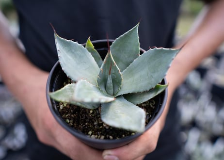 Agave parryi