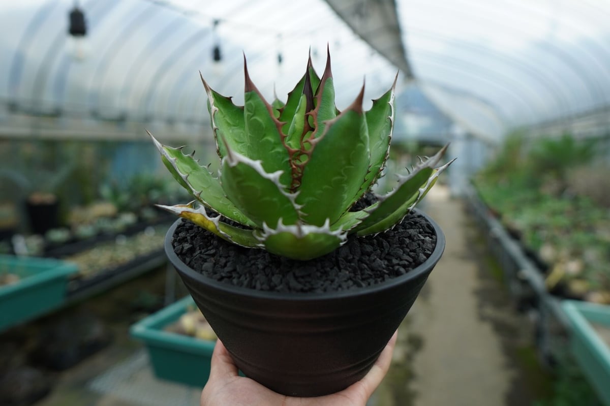 アガベ チタノタ 萬代厳竜 Agave lophantha×titanota No.1 | m アガベ チタノタ 萬代厳竜 Agave lophantha×titanota No.1 | m