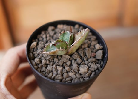 Agave titanota black＆blue 子株 No.1