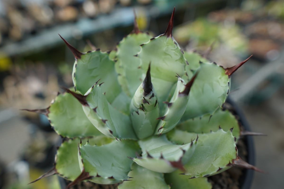 アガベ マクロアカンサ×ポタトラム Agave macroacantha×potatorum