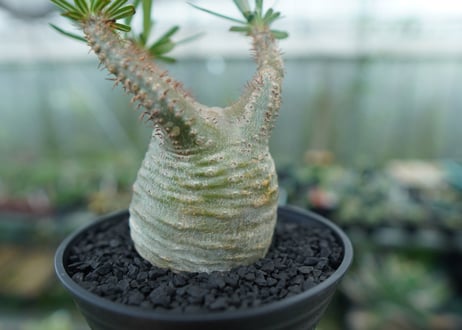 パキポディウム　グラキリス　 Pachypodium Gracilius  No.3