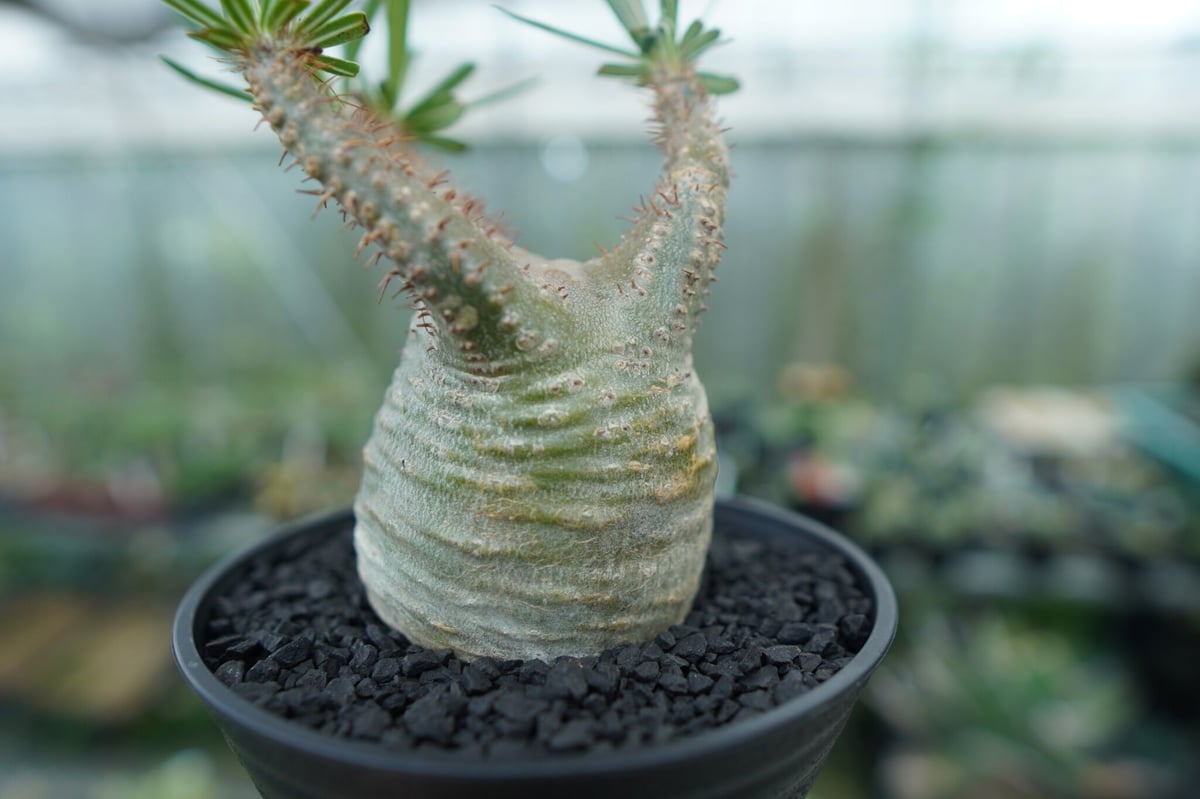 パキポディウム グラキリス Pachypodium Gracilius No.3 | ma