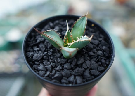 アガベ　チタノタ　FO-76　Agave titanota  FO-76　No.4