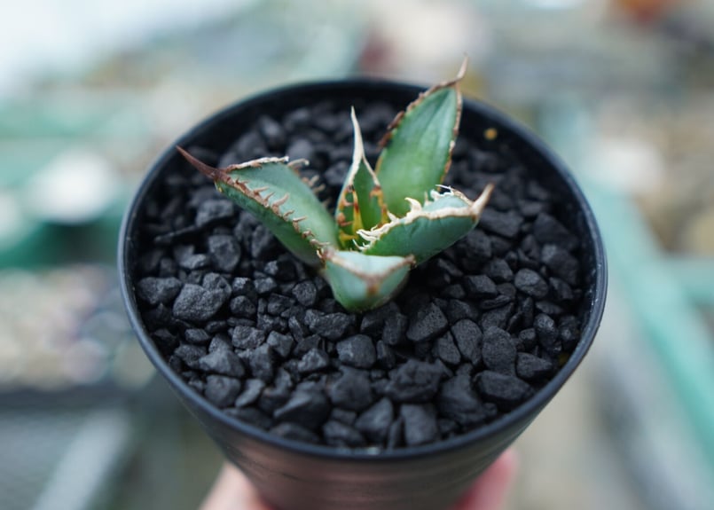 アガベ チタノタ FO-76 Agave titanota FO-76 No.4 | man