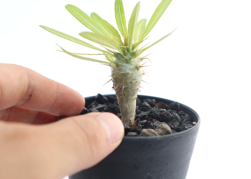 パキポディウム アンボンゲンセ | mana's farm:塊根植物・アガベ