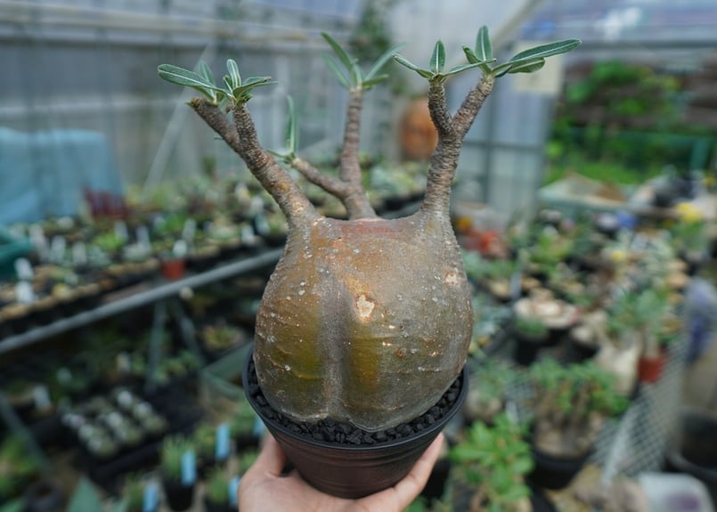 パキポディウム グラキリス Pachypodium Gracilius No.3 | ma