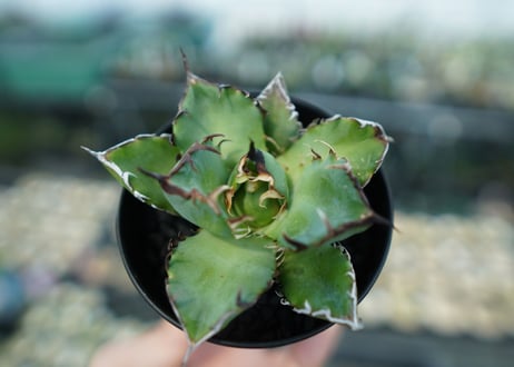 アガベ　チタノタ　黒鯨　Agave titanota black whales　No.6