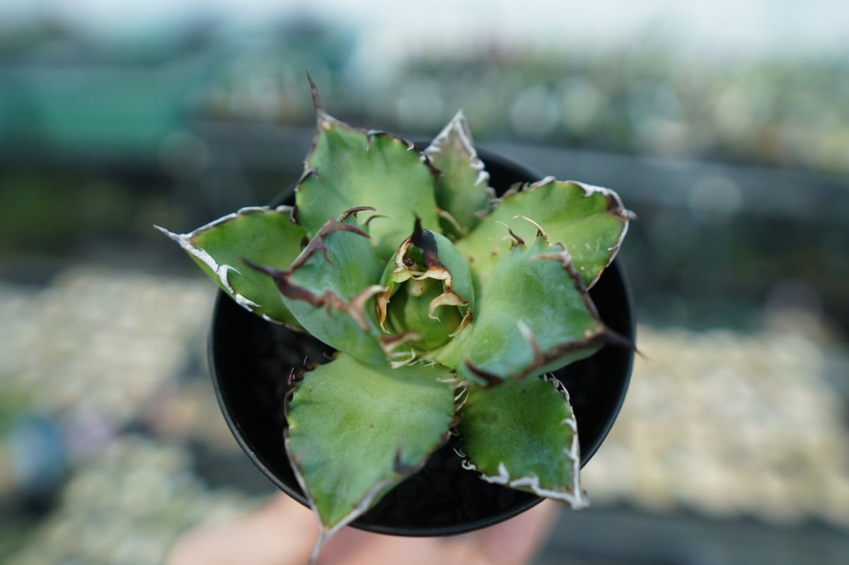 アガベ チタノタ 黒鯨 Agave titanota black whales No.6 |