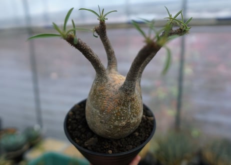 パキポディウム　グラキリス　Pachypodium  Gracilius No.4