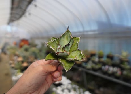 agave titanota ブラック＆ブルー　No.4
