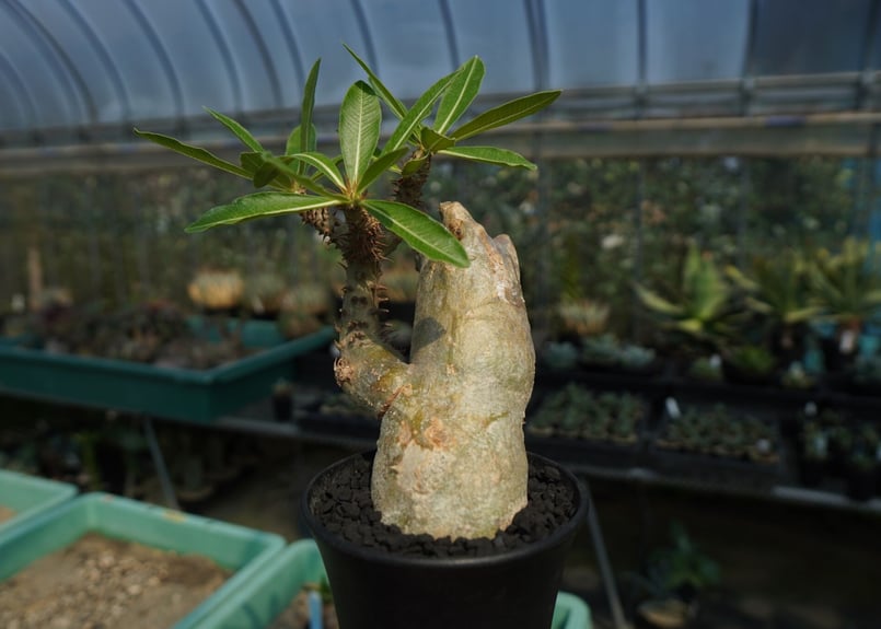 n*3様 Pachypodium makayense パキポディウム　マカイエン パキポディウム マカイエンセ Pachypodium makayense | mana's f