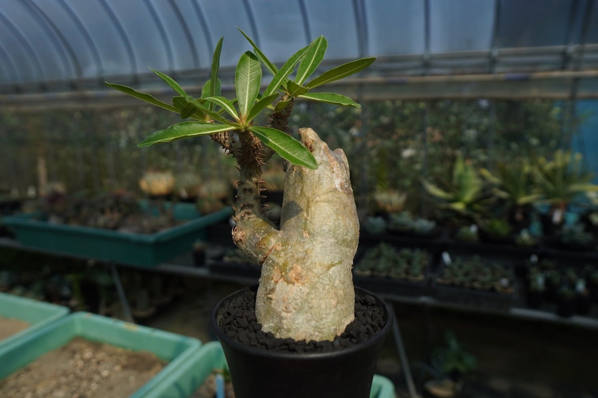 パキポディウム マカイエンセ Pachypodium makayense No.6 | man