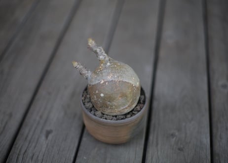 パキポディウム  グラキリス Pachypodium Gracilius