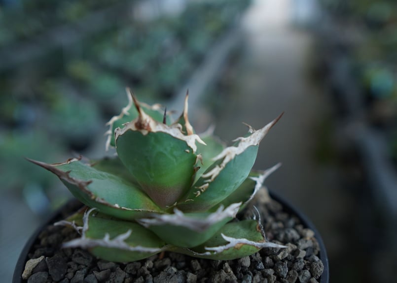 アガベ チタノタ FO-76 agave titanota FO-76 No.10 | m