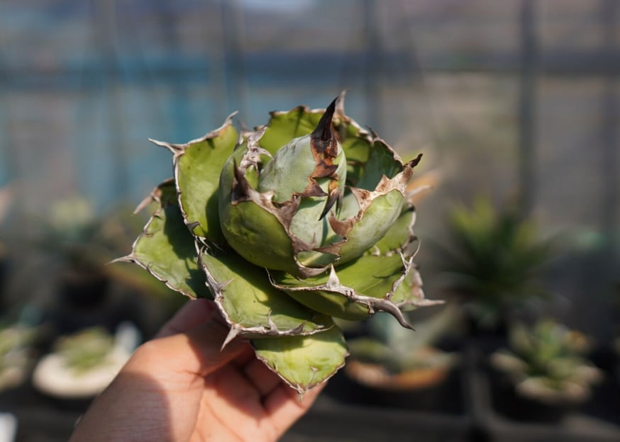 寒い時期のアガベの発根管理！ | mana's farm:塊根植物・アガベ