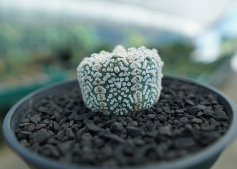 アストロフィツム　スーパー兜　Astrophytum asterias 'Superkabuto'