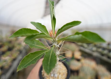 パキポディウム　サンデルシー　Pachypodeium saundersii