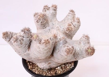 Pachypodium eburneum　パキポディウム　エブレネウム  no.3　グローブ型　花芽多数