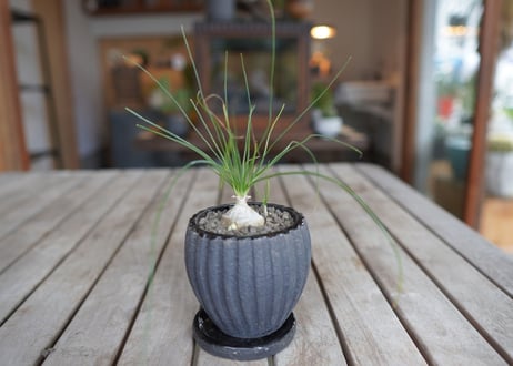 アルブカ　フミリス　 Albuca humilis