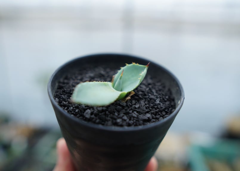 アガベ パリー ”トランカータ” Agave parryi var. truncata No.