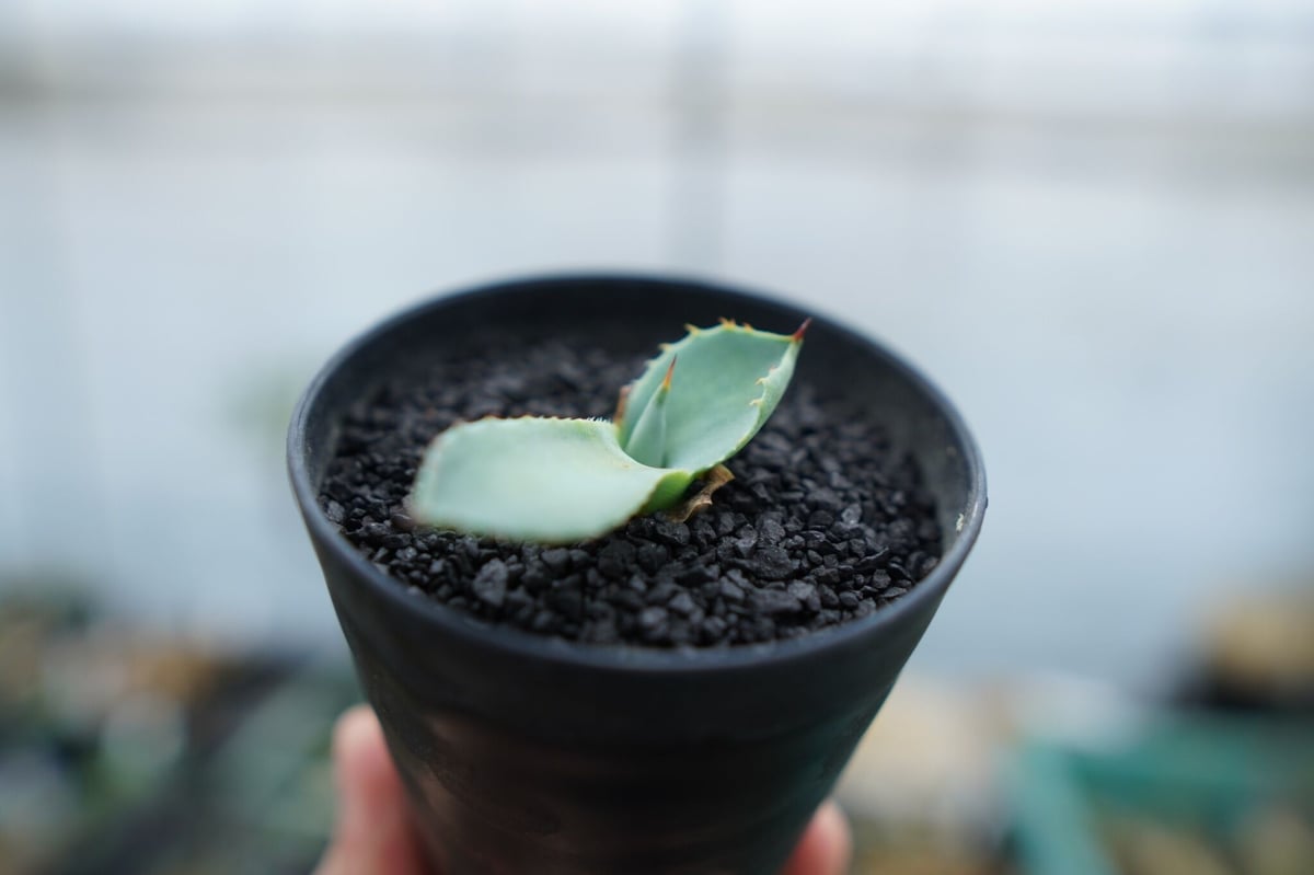 アガベ パリー ”トランカータ” Agave parryi var. truncata No.
