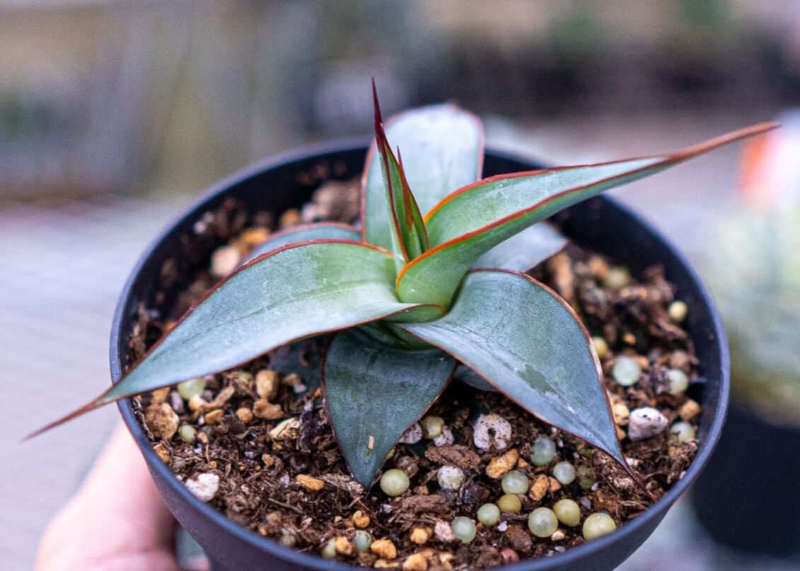 アガベ インプレッサ | mana's farm:塊根植物・アガベ・ドライガーデン