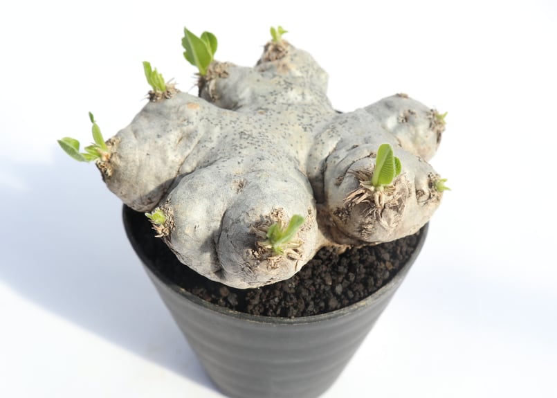 パキポディウム 恵比寿笑い | mana's farm:塊根植物・アガベ・ドライ