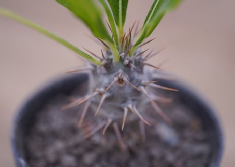 パキポディウム　ラメリー　Pachypodium lamerei