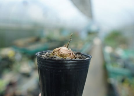 亀甲竜　Dioscorea elephantipes　No.1